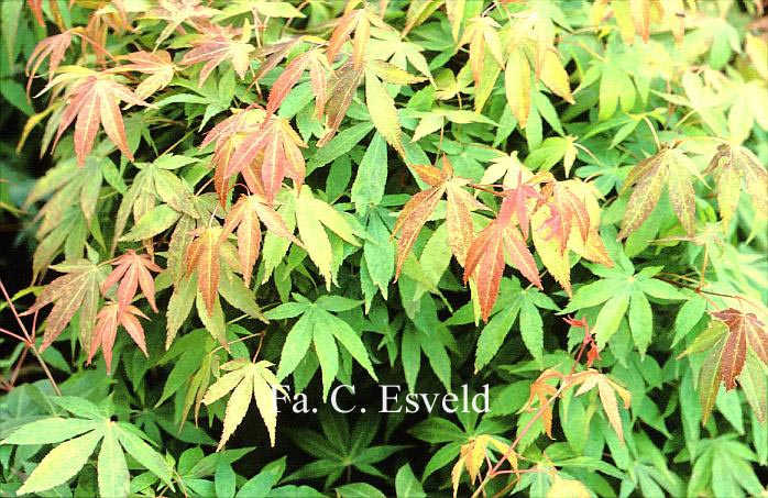 Acer palmatum 'Westonbirt Orange'