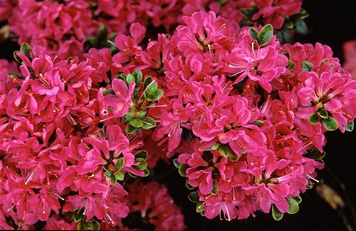 Azalea 'Explorer'