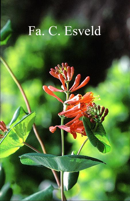 Lonicera brownii 'Dropmore Scarlet'