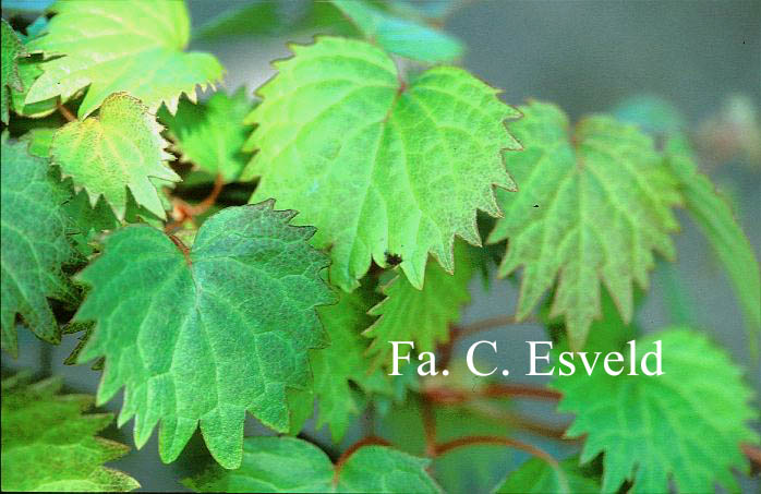 Schizophragma hydrangeoides 'Iwa-garami'