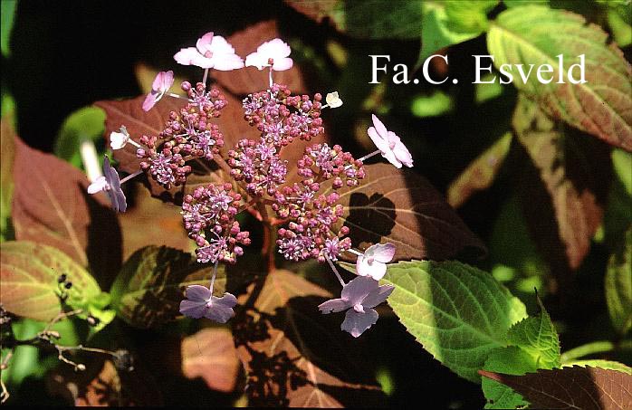 Hydrangea serrata 'Aka tsanayama'