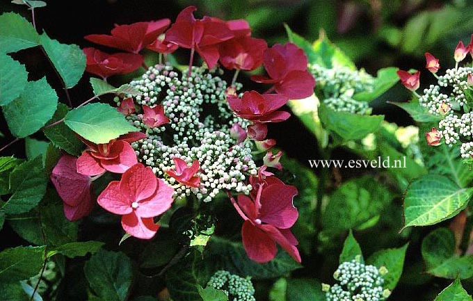 Hydrangea macrophylla 'Lady in Red'