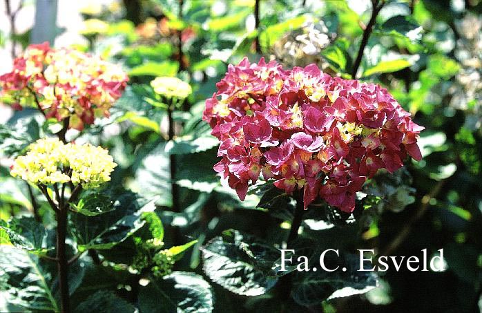 Hydrangea macrophylla 'Oregon Pride'