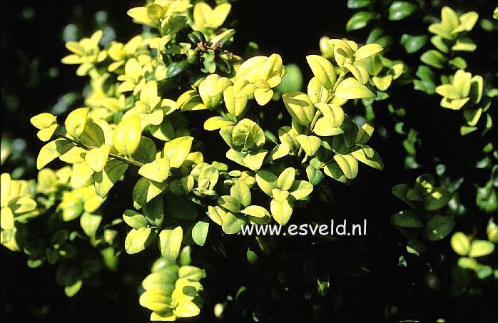 Buxus sempervirens 'Latifolia Maculata'