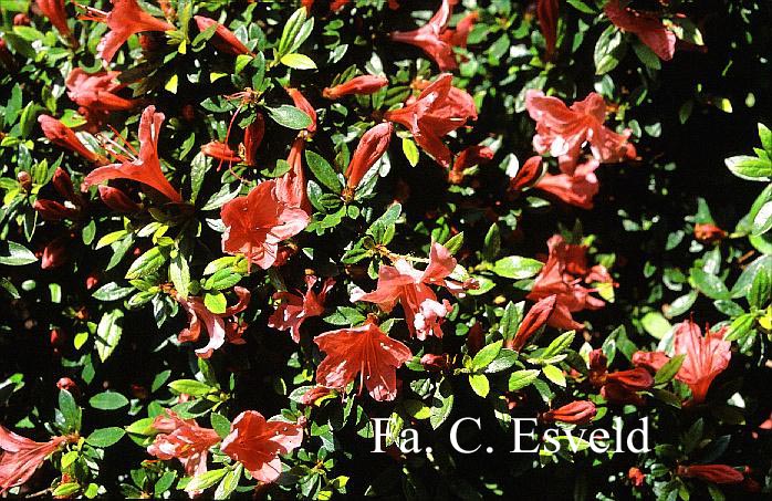 Rhododendron nakaharae 'Wintergreen'