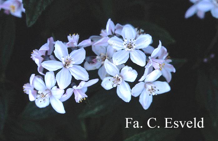 Deutzia hybrida 'Mont Rose'