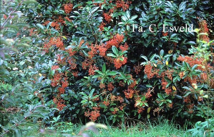 Viburnum odoratissimum