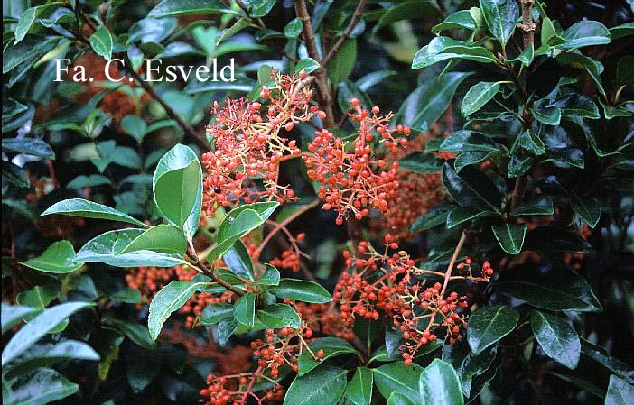 Viburnum odoratissimum