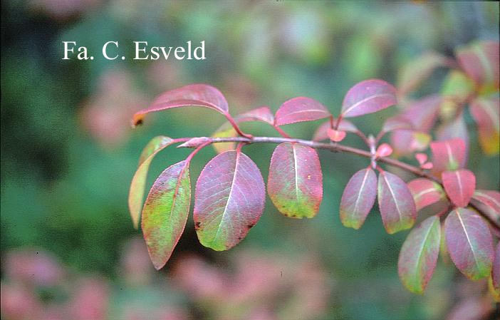 Viburnum cassinoides