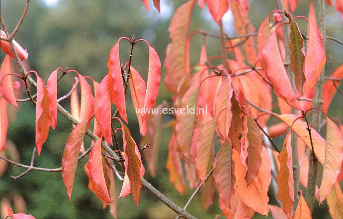 Euonymus hamiltonianus 'Jelena'