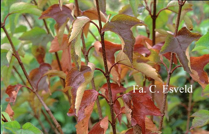 Viburnum sargentii 'Susquehanna'