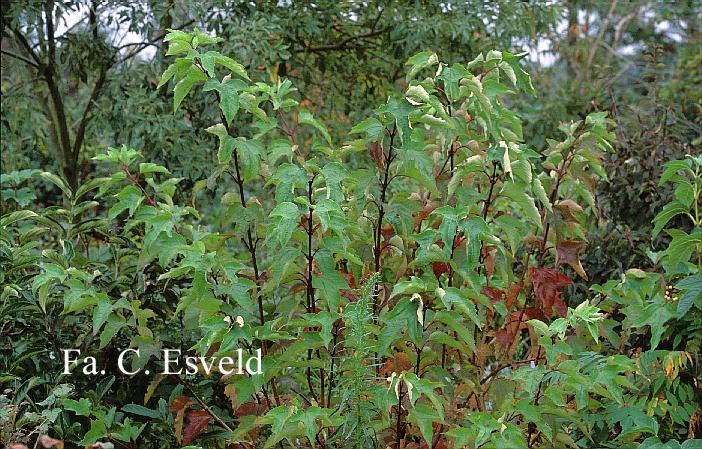 Viburnum sargentii 'Susquehanna'