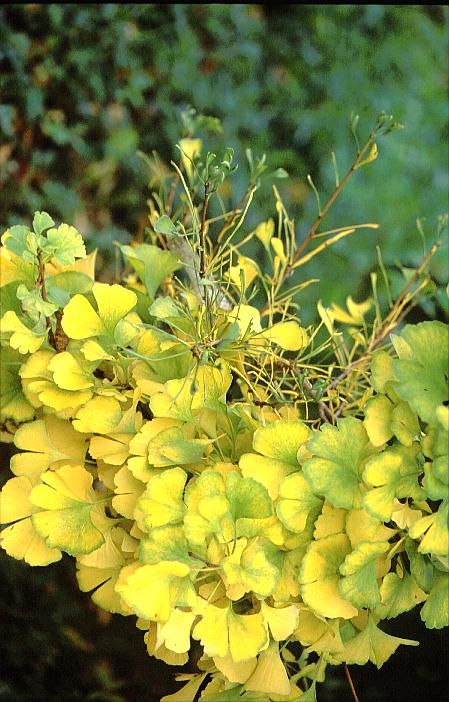 Ginkgo biloba 'Umbrella'