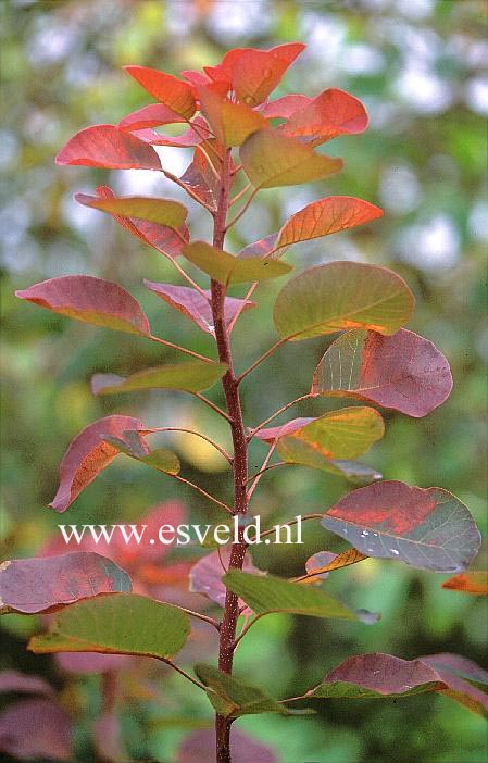 Cotinus coggygria 'Westonbirt Orange'