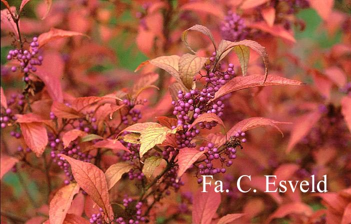 Callicarpa dichotoma