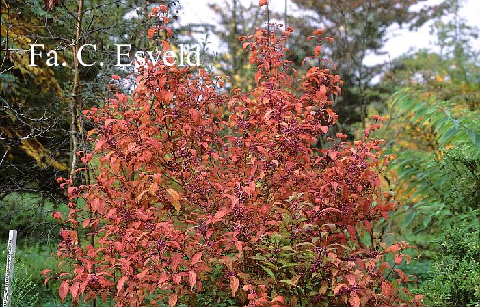 Callicarpa dichotoma