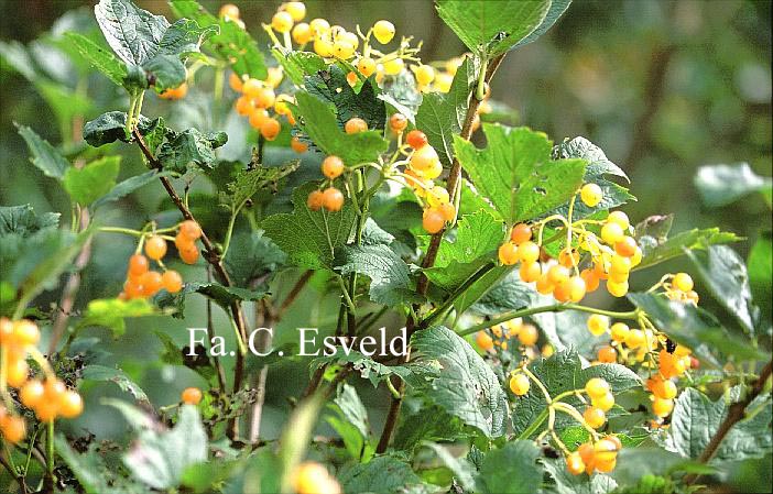 Viburnum opulus 'Xanthocarpum'