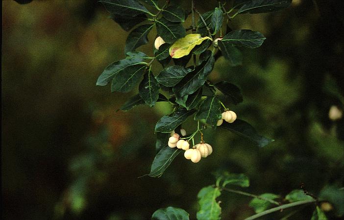 Euonymus europaeus 'Albus'