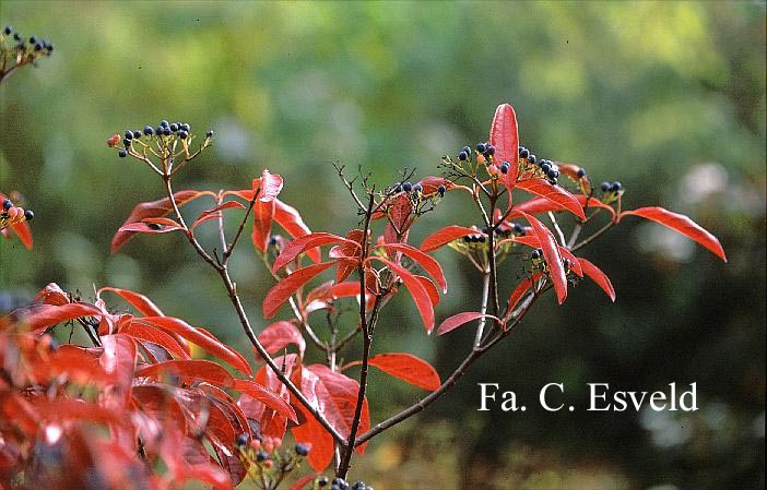 Viburnum nudum 'Winterthur'