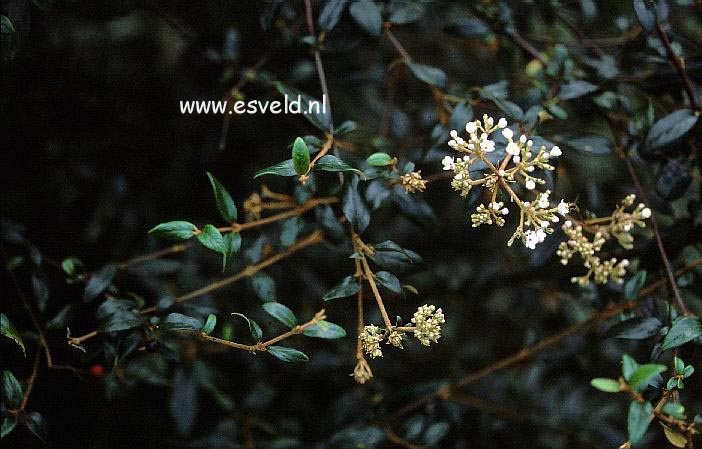 Viburnum utile