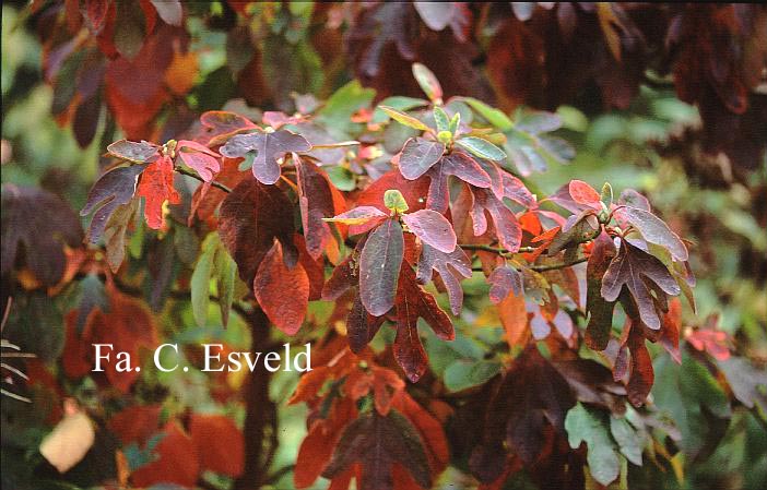 Sassafras albidum