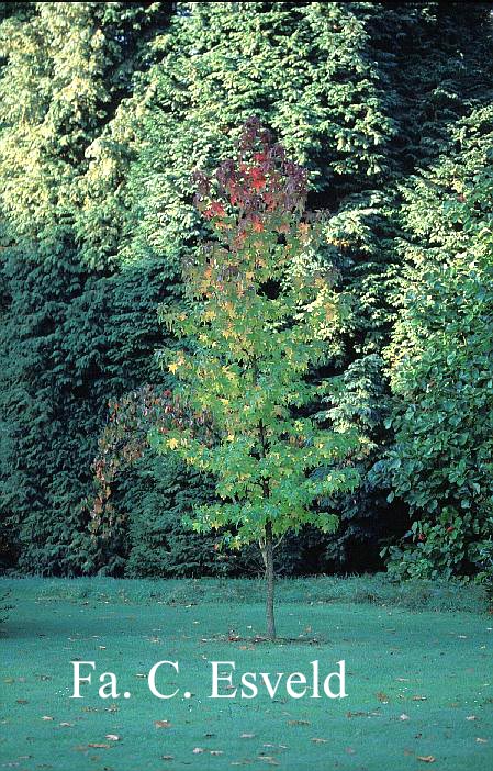 Liquidambar styraciflua 'Lane Roberts'