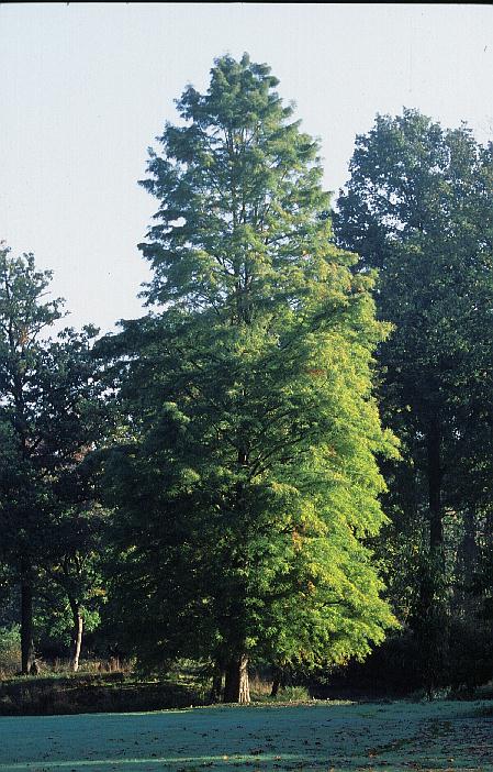 Taxodium distichum