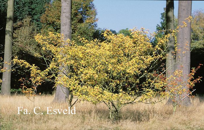 Zanthoxylum simulans