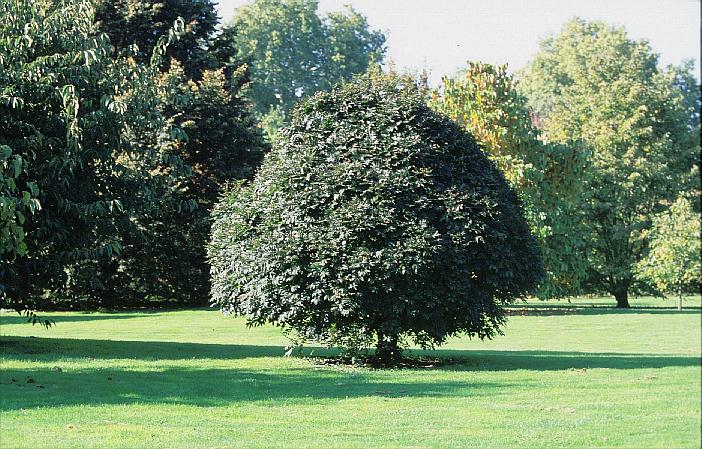 Fraxinus excelsior 'Nana'