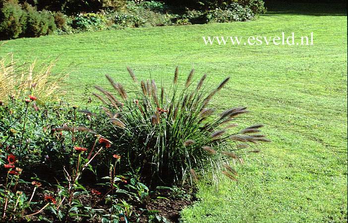 Pennisetum alopecuroides var. viridescens