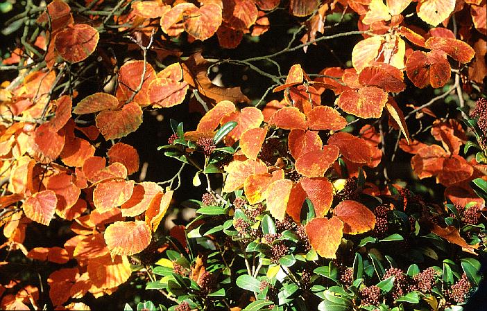 Hamamelis intermedia 'Ruby Glow'