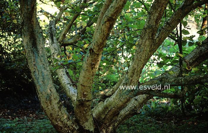 Betula medwediewii