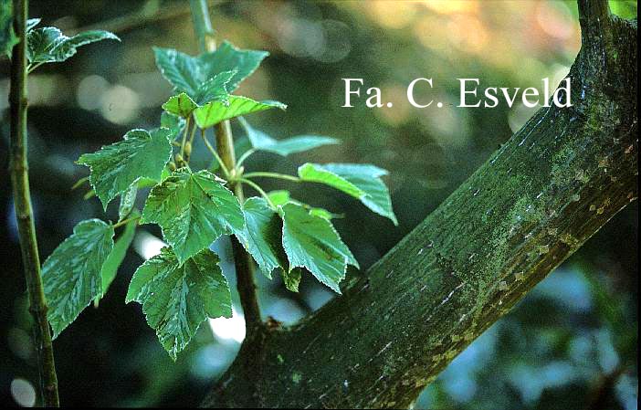 Acer rufinerve 'Albolimbatum'