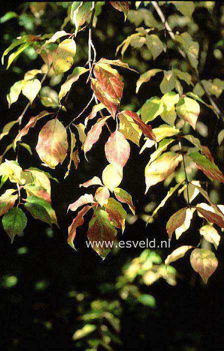 Euonymus maximowiczianus