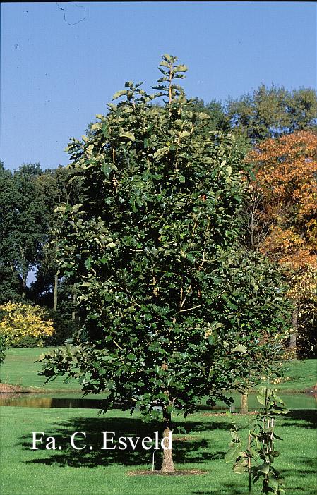 Quercus dentata 'Carl Ferris Miller'