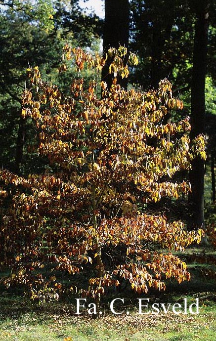 Cornus florida 'Cherokee Princess'