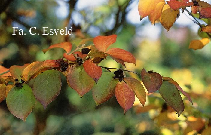 Stewartia pseudocamellia