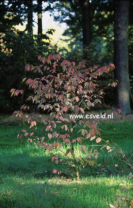 Euonymus planipes 'Sancho' (18490)