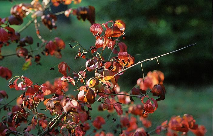 Euonymus alatus 'Macrophyllus'