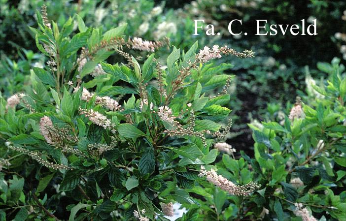 Clethra alnifolia 'Fern Valley Pink'