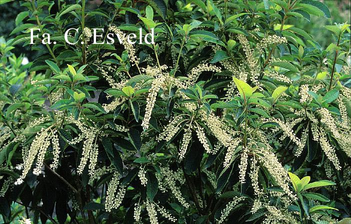 Clethra barbinervis