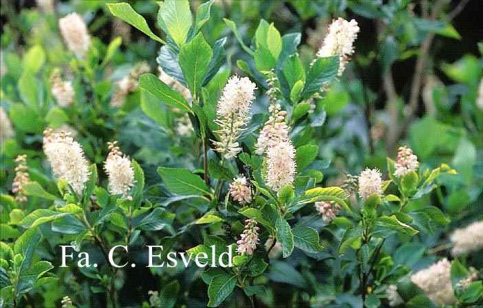 Clethra alnifolia 'Pink Spire'