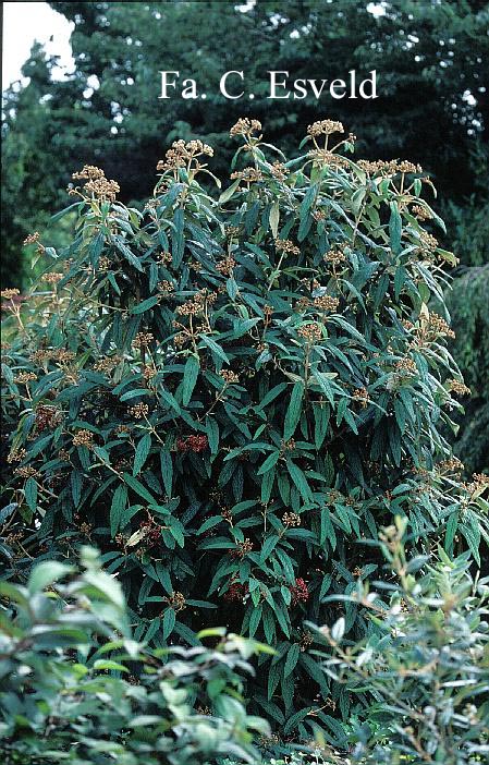 viburnum rhytidophyllum green trump