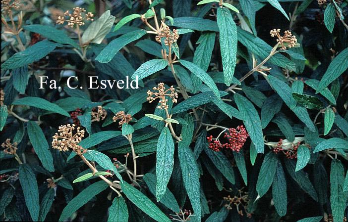 Viburnum rhytidophyllum 'Green Trump'