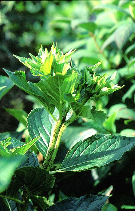 Hydrangea macrophylla 'Setzuka-yae' (syn. 'Domotoi')