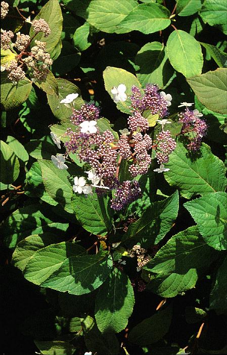 Hydrangea aspera 'Kawakami'