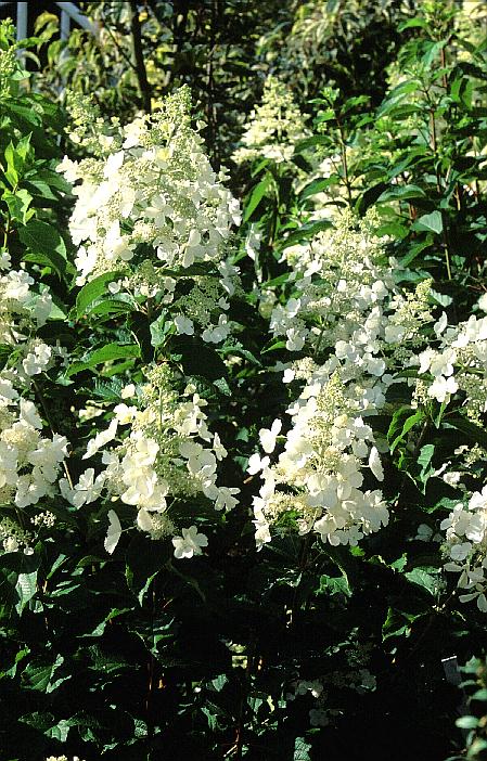 Hydrangea paniculata 'Pink Lady'