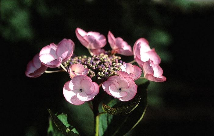 Hydrangea macrophylla 'Sheila'