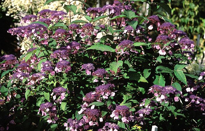 Hydrangea villosa 'Anthony Bullivant'