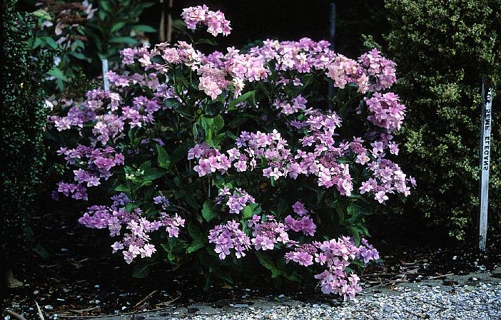 Hydrangea macrophylla 'Jogosaki'